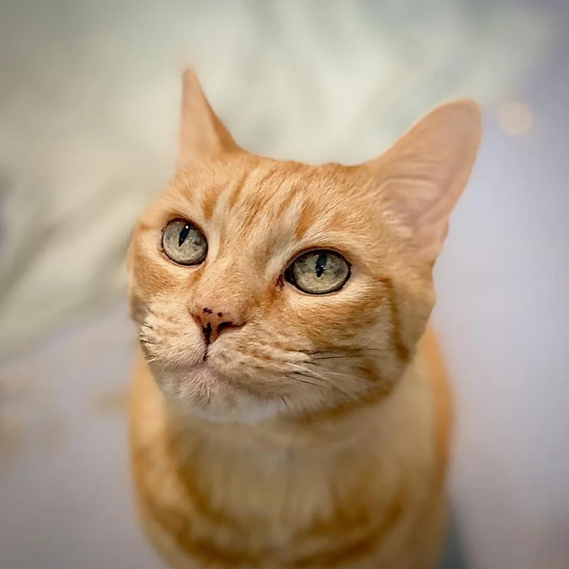 A senior large-sized female Orange / Red Domestic Short Hair cat named Zsa Zsa for adoption in Springfield, OR