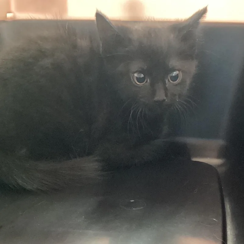 A baby small-sized male Black Domestic Short Hair cat named Carl for adoption in Montgomery, AL