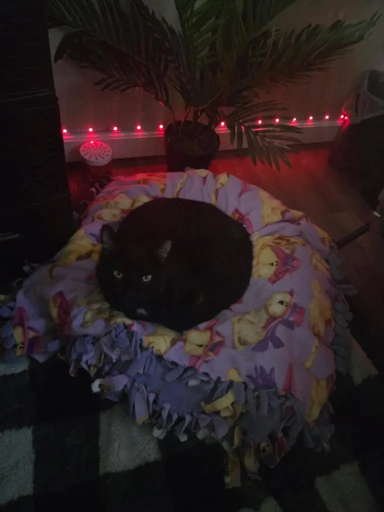 Crookshanks thumbnail 2