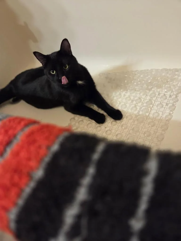 Crookshanks thumbnail 3