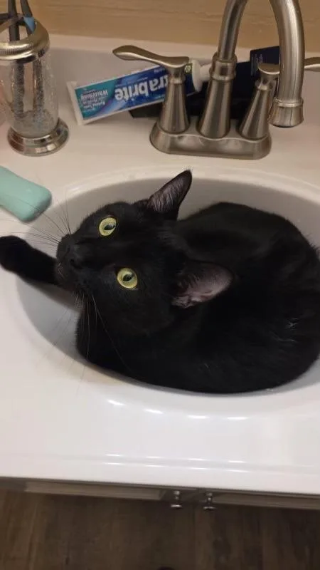 Crookshanks thumbnail 4