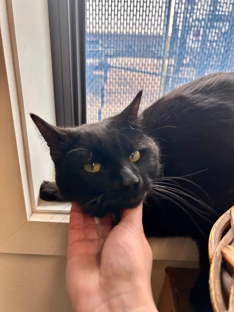 Crookshanks thumbnail 5