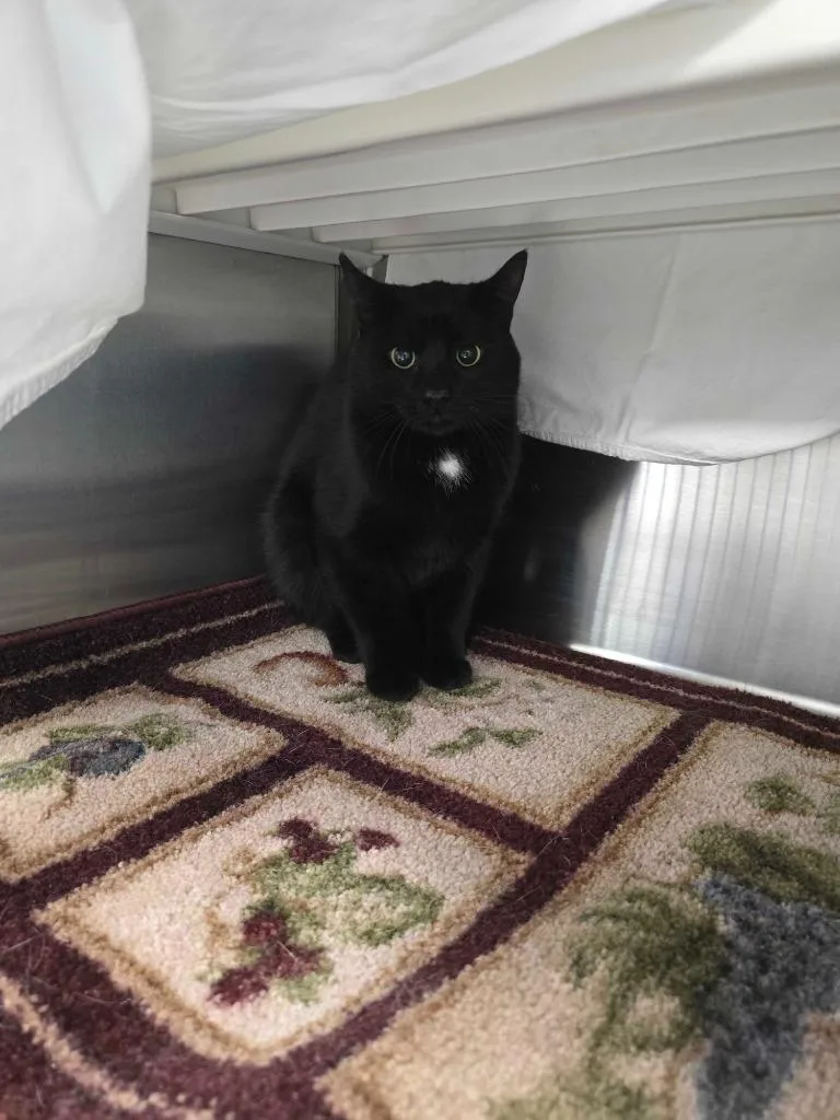 Crookshanks thumbnail 6