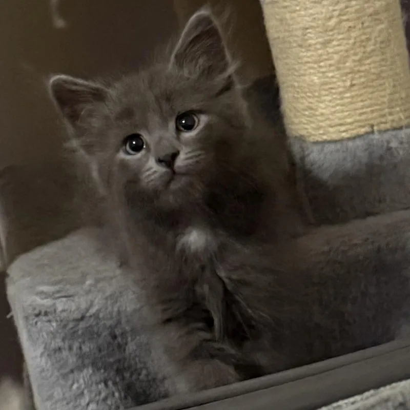 A baby small-sized female Gray / Blue / Silver Domestic Short Hair cat named Rutabaga for adoption in Austin, TX