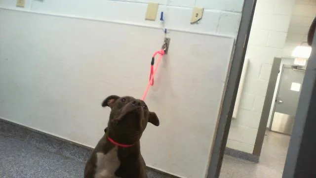 A young medium-sized female Pit Bull Terrier dog named Dove for adoption in Charlotte, NC