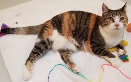 An adult large-sized female Domestic Short Hair cat named Mikaelah Ellse for adoption in Seattle, WA