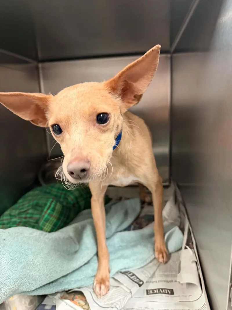 A young small-sized male Chihuahua dog named Hokie for adoption in Parma, OH