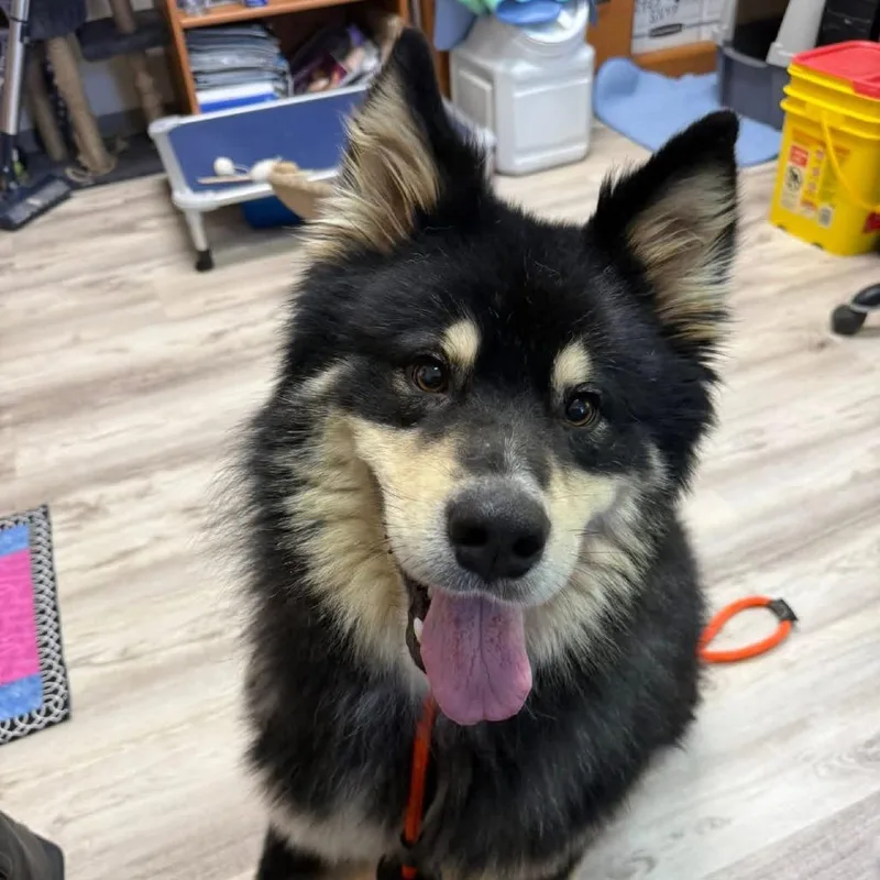 An adult large-sized male Black Bernese Mountain Dog dog named Buck for adoption in Franklin, PA
