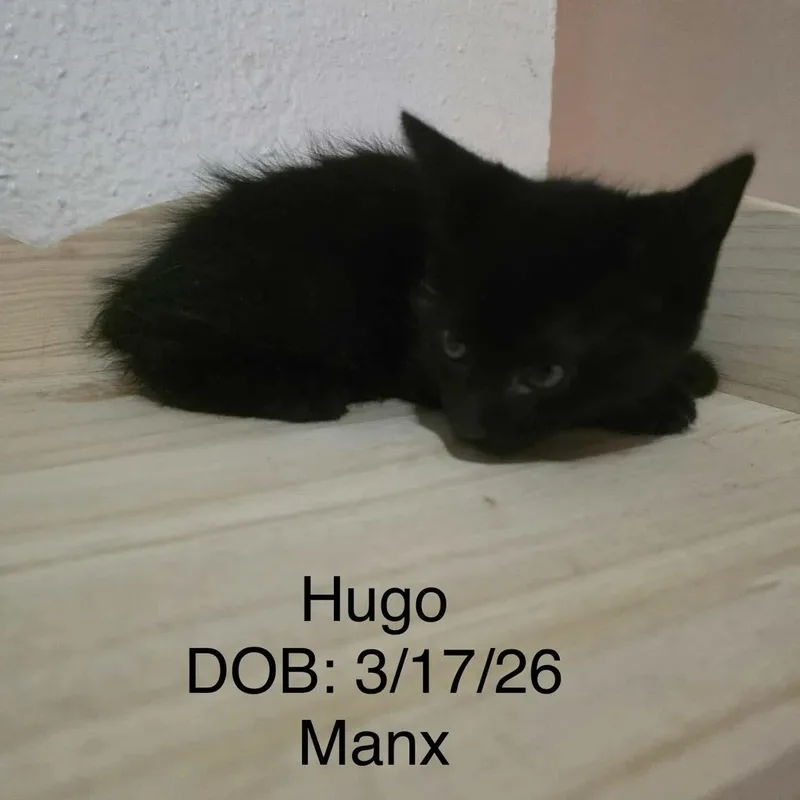 A baby medium-sized male Black Domestic Short Hair cat named Hugo for adoption in Houston, TX