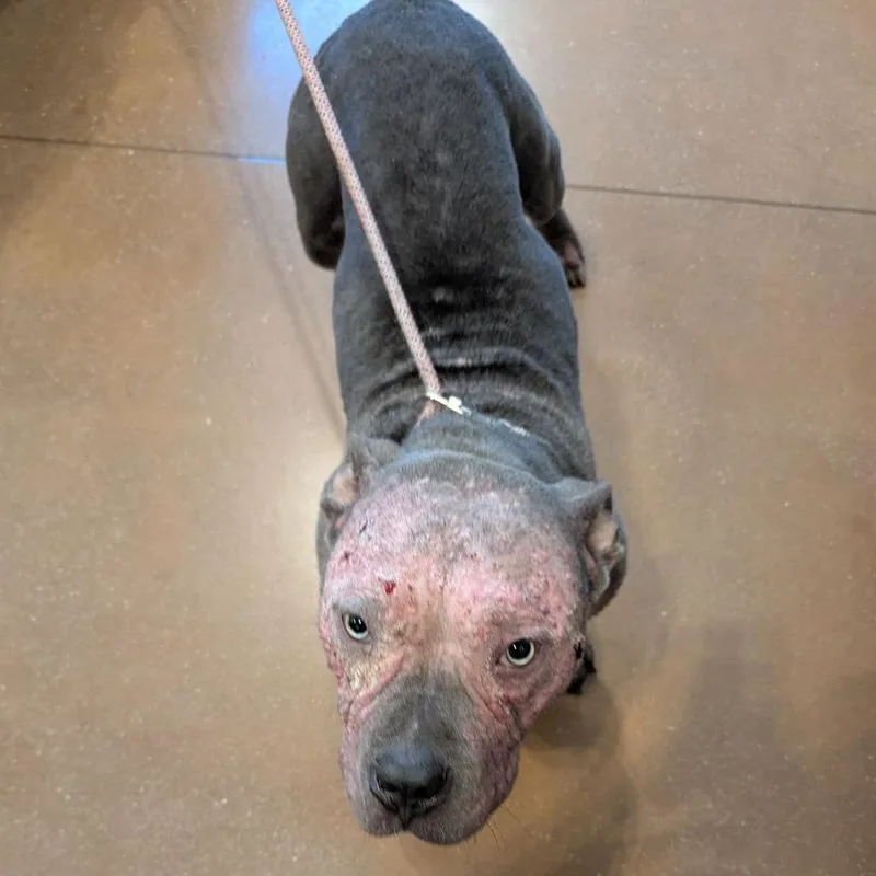 A young medium-sized male Black American Bulldog dog named Shadow for adoption in Lynchburg, VA
