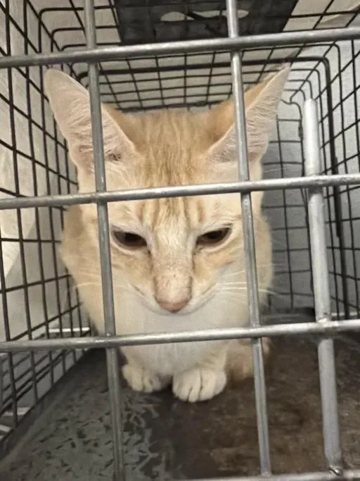 An adult medium-sized female Domestic Short Hair cat named Karissa for adoption in Las Vegas, NV