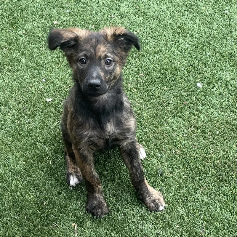 A baby medium-sized male Brindle Australian Shepherd dog named Harry for adoption in Longmont, CO
