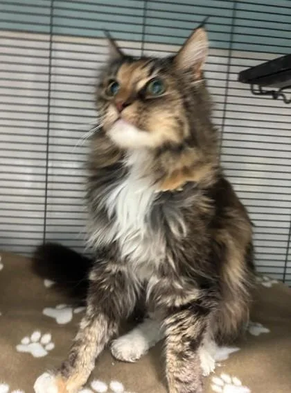 Meow Meow