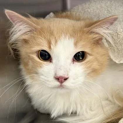 An adult medium-sized male Buff & White Domestic Short Hair cat named Tigger for adoption in Lansing, MI