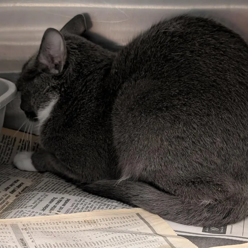A senior small-sized female Gray / Blue / Silver Domestic Short Hair cat named Abigail for adoption in Shinnston, WV