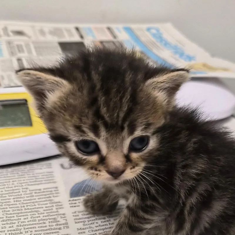 A baby small-sized female Domestic Short Hair cat named Lasagna for adoption in Jacksonville, FL