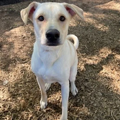 A young large-sized female Yellow / Tan / Blond / Fawn Yellow Labrador Retriever dog named Lucille Ball for adoption in West Des Moines, IA