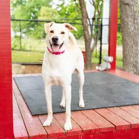 Lucille Ball thumbnail 2