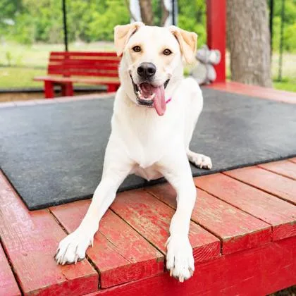 Lucille Ball thumbnail 3