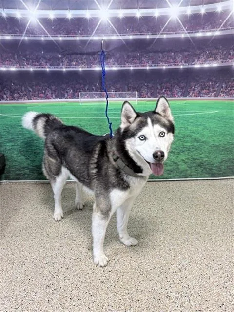 A young large-sized male Siberian Husky dog named Ghost for adoption in Miami, FL