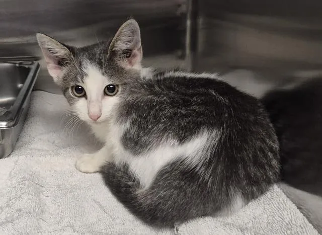 A baby small-sized male Domestic Short Hair cat named Slinky for adoption in Decatur, IL
