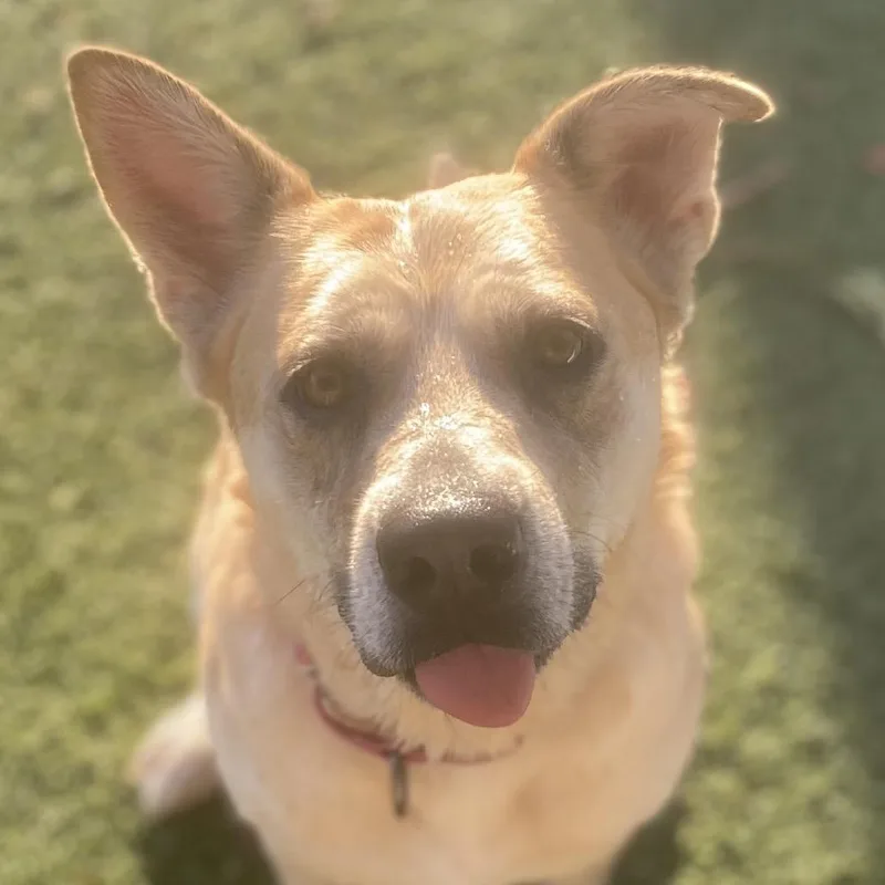 An adult medium-sized female Yellow / Tan / Blond / Fawn Shepherd dog named Ezri for adoption in Henderson, NV