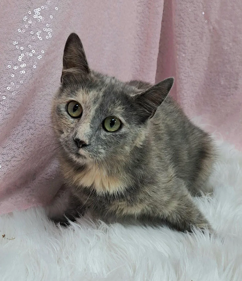 A young medium-sized female Domestic Short Hair cat named Pria for adoption in Clarkesville, GA