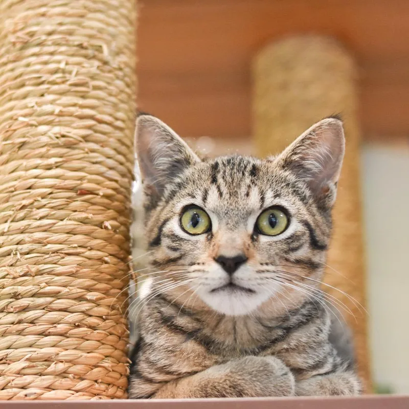 Mog thumbnail 3
