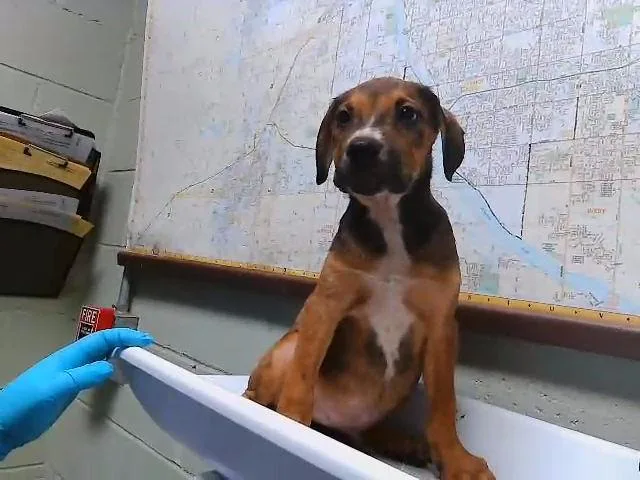 A baby small-sized male Doberman Pinscher dog named Jermaine for adoption in Tulsa, OK