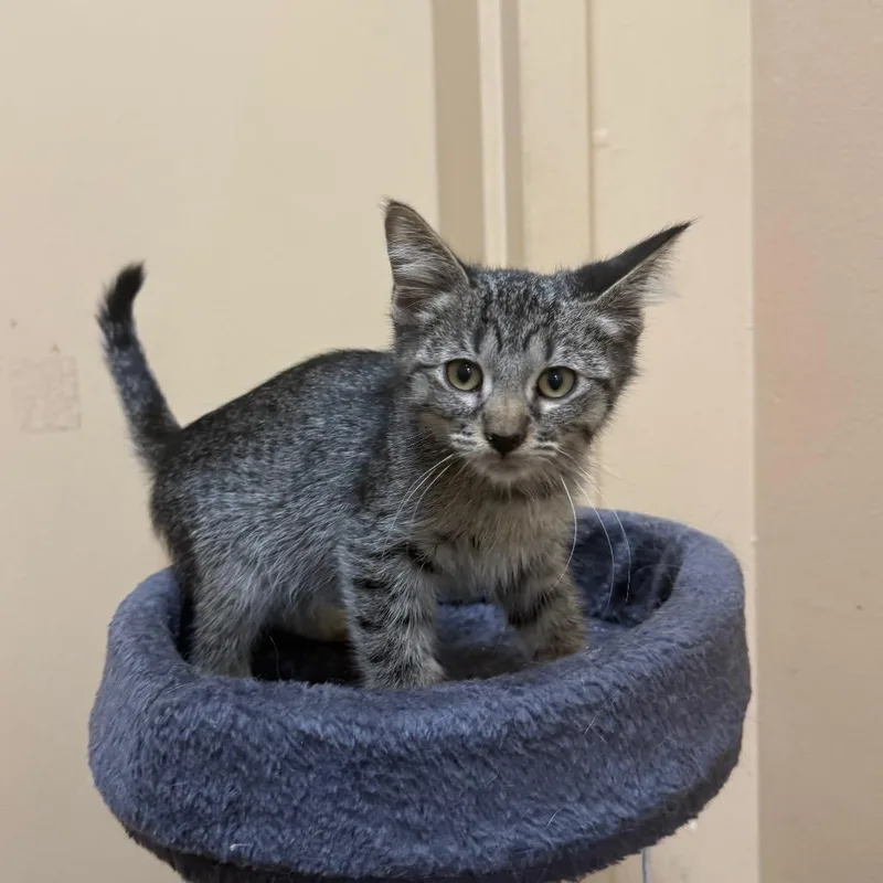 A baby small-sized male Black Domestic Short Hair cat named Henry for adoption in Hemet, CA