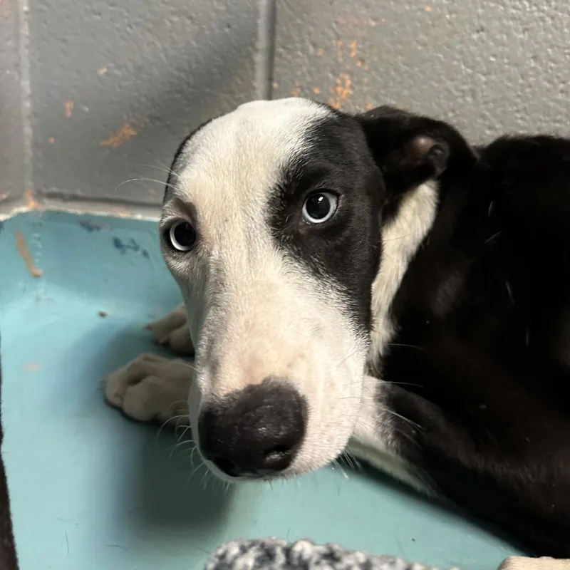 An adult medium-sized female Black Labrador Retriever dog named Rosebud for adoption in Austin, TX