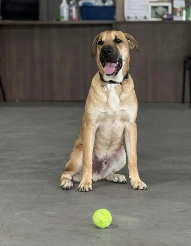 A baby large-sized male Labrador Retriever dog named Country for adoption in North Prairie, WI
