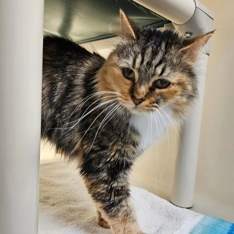 An adult medium-sized female Brown / Chocolate Domestic Long Hair cat named Versace for adoption in Harrisonburg, VA