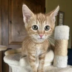 Queso