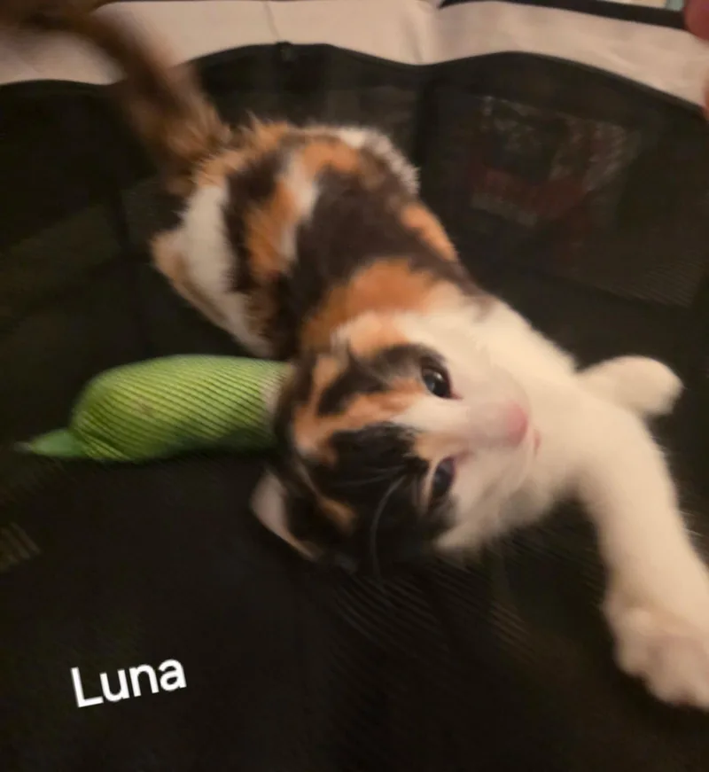 A baby medium-sized female Calico cat named Luna for adoption in Versailles, KY