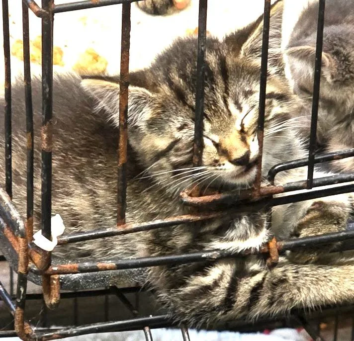 A baby medium-sized male Domestic Long Hair cat named Comet for adoption in Crossville, TN