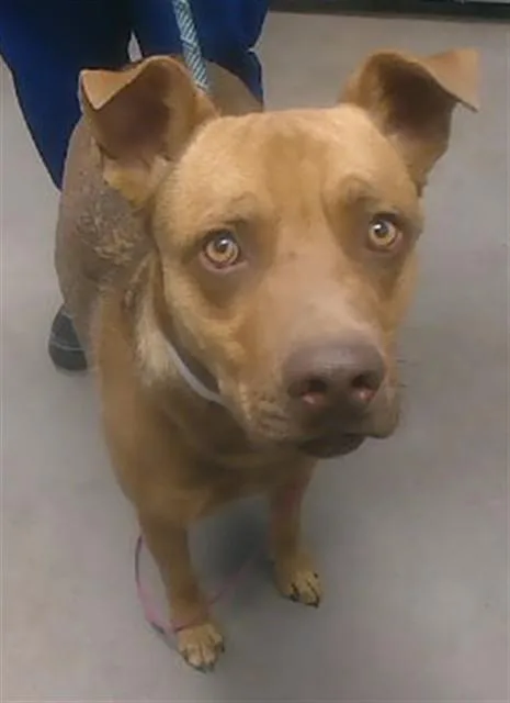 A young large-sized male Pit Bull Terrier dog named Wyatt for adoption in Phoenix, AZ