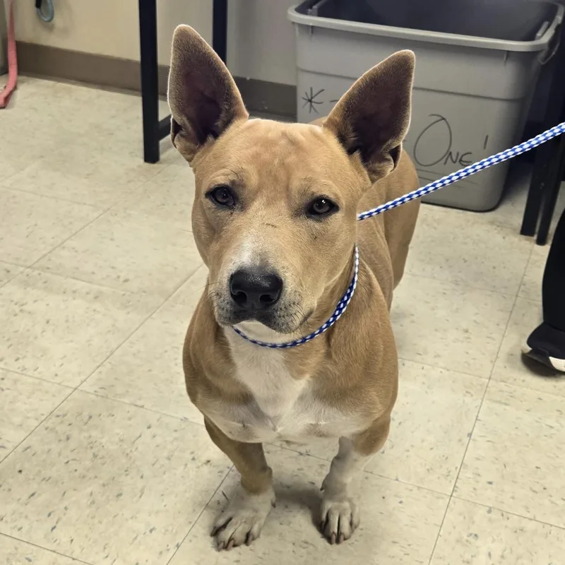 An adult medium-sized male Yellow / Tan / Blond / Fawn Basset Hound dog named Teddy for adoption in Oakdale, CA