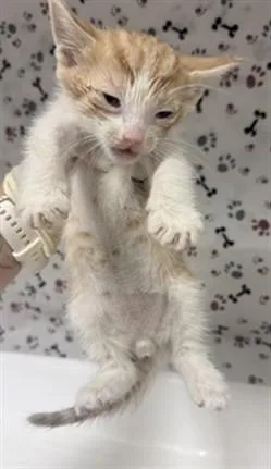 A baby small-sized male Domestic Short Hair cat named Jim for adoption in Riverside, CA