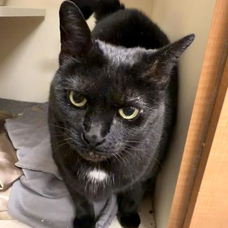 A senior small-sized female Domestic Short Hair cat named Sadie for adoption in Wilmington, DE