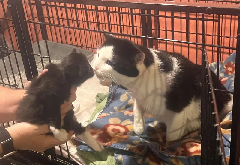 An adult large-sized male Black & White / Tuxedo Domestic Short Hair cat named Doug for adoption in Manchester, CT