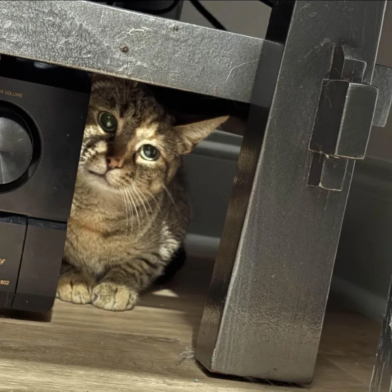 Sassafras thumbnail 2