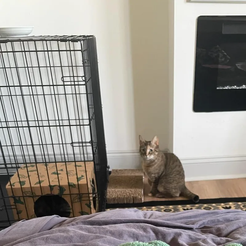 Sassafras thumbnail 3