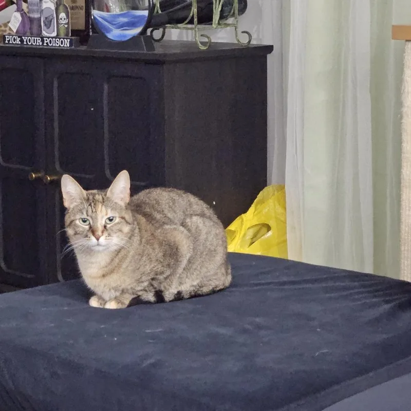 Sassafras thumbnail 4