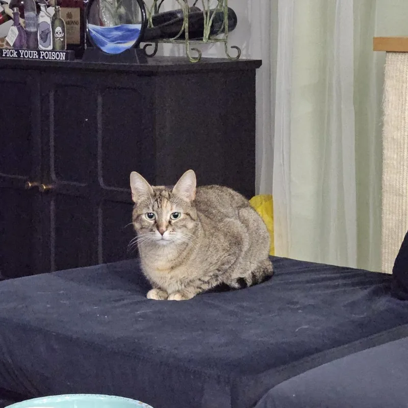 Sassafras thumbnail 5