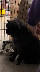 Agatha thumbnail 5