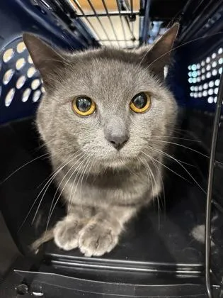 An adult small-sized male Domestic Short Hair cat named Grayson for adoption in Cincinnati, OH
