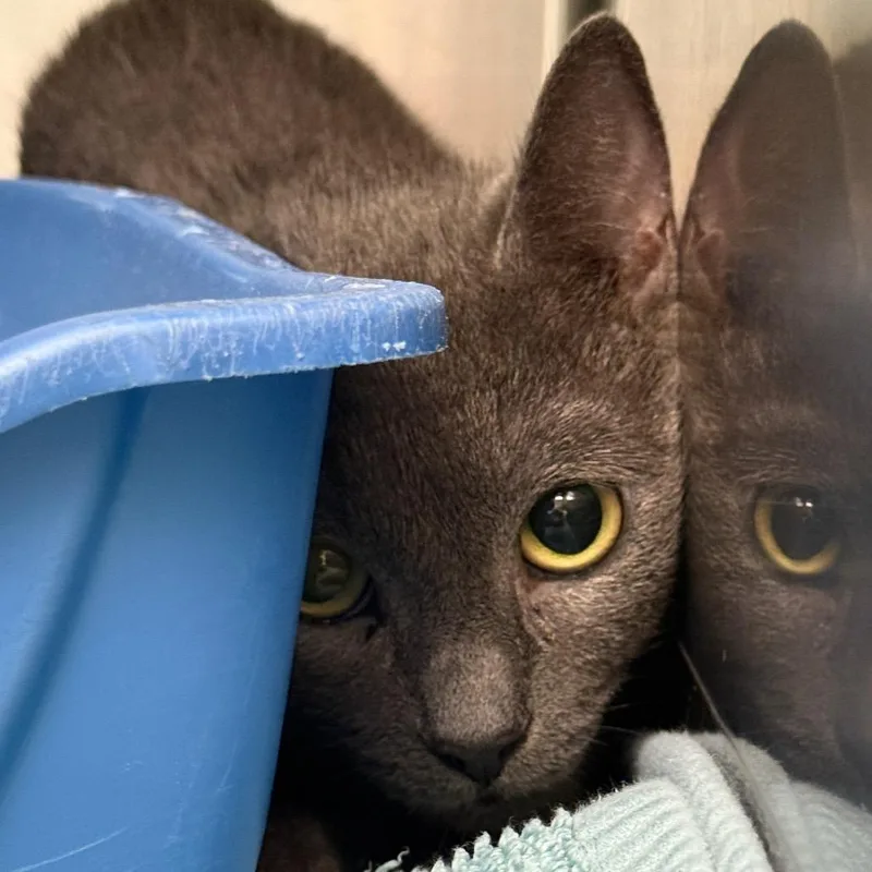An adult medium-sized female Gray / Blue / Silver Domestic Short Hair cat named Js for adoption in Perkiomenville, PA