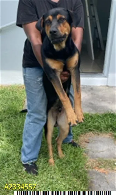 A young large-sized male Mixed Breed dog named Davey for adoption in West Palm Beach, FL