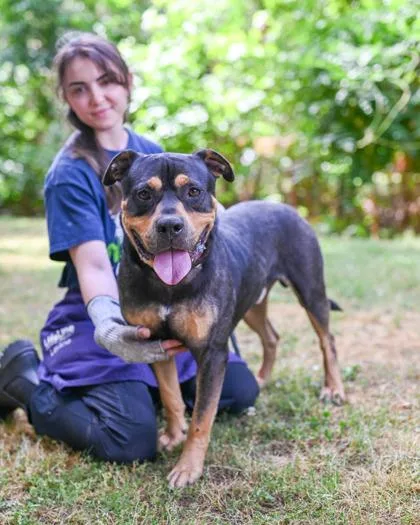 An adult large-sized male Mixed Breed dog named Gojo for adoption in Chamblee, GA